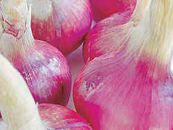 Certaldo Onion