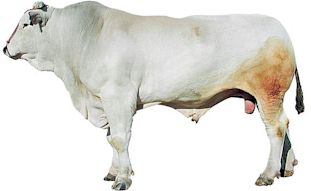 Chianina ox