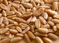 spelt (farro)