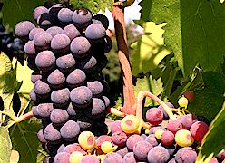 Indigenous Tuscan grape varieties