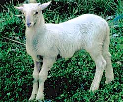 Zeri lamb